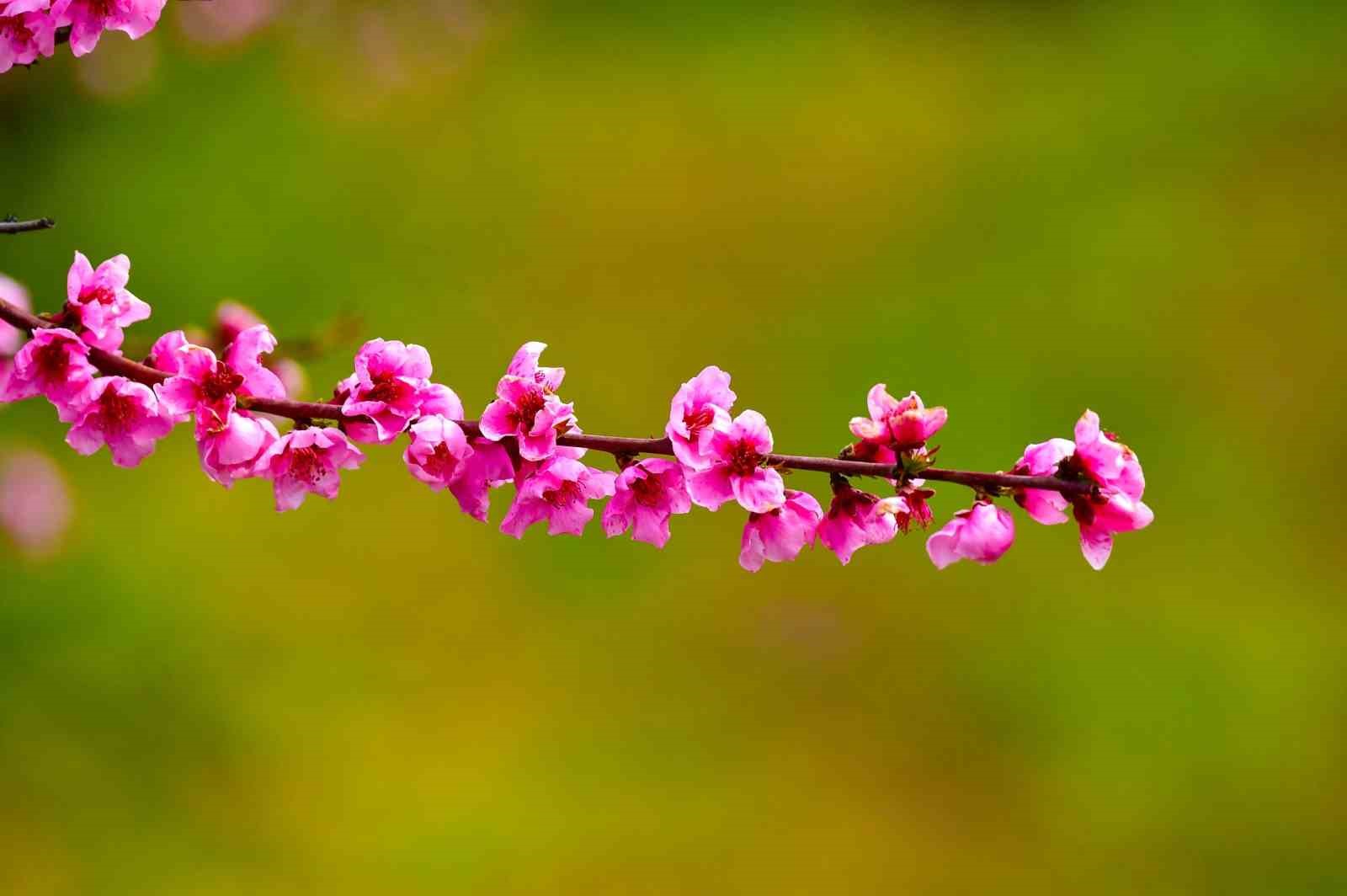 İznik Ovası’nda bahar şöleni : Şeftali bahçeleri kartpostallık görüntüler oluşturdu