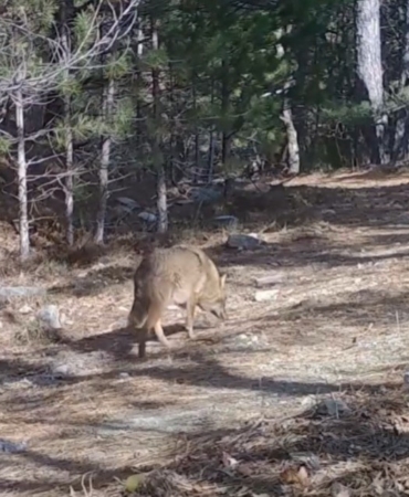 Uludağ’da Altın Çakallar fotokapana yakalandı
