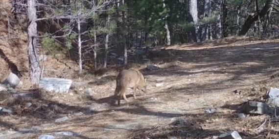 Uludağ’da Altın Çakallar fotokapana yakalandı
