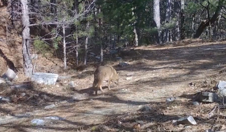 Uludağ’da Altın Çakallar fotokapana yakalandı