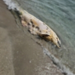 Tekirdağ’da yunus ölüsü bulundu