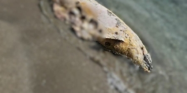 Tekirdağ’da yunus ölüsü bulundu