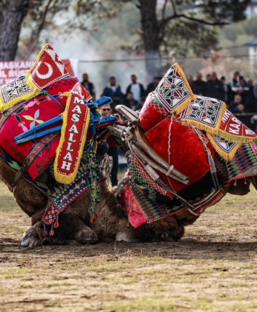 Burhaniye’ de Pazar günü deve güreşi yapılacak