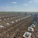 Karacabey Ovası’nda turfanda karpuz ekimi başladı