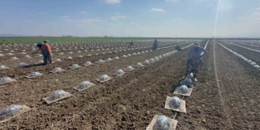 Karacabey Ovası’nda turfanda karpuz ekimi başladı