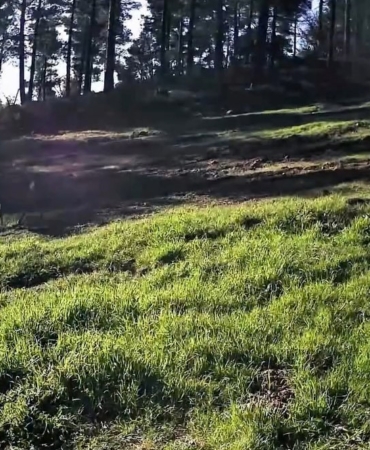 Ganos Dağları’nda karaca sürüsü fotokapana yansıdı