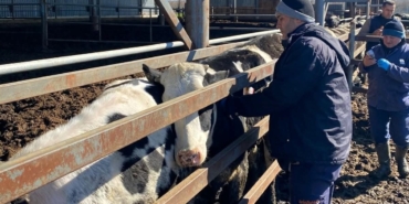 Trakya’da şap alarmına karşı sahadalar: Büyükbaş hayvanlara aşılama sürüyor