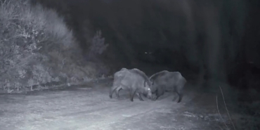 Ganos Dağları’nda domuz sürüsünün kavgası kameraya yansıdı