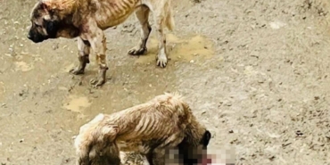 Bozüyük Belediyesi’ne ait barınakta aç kalan köpekler birbirini yedi