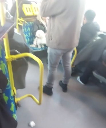 Metrobüste köpek koltukta oturdu, sosyal medyada tartışma başladı