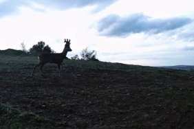 Ganos Dağları’nda karacalar fotokapana yakalandı
