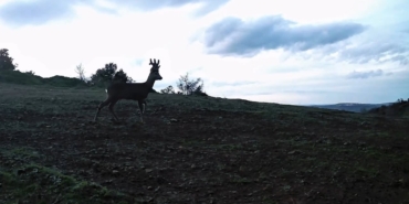 Ganos Dağları’nda karacalar fotokapana yakalandı