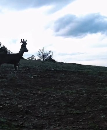 Ganos Dağları’nda karacalar fotokapana yakalandı