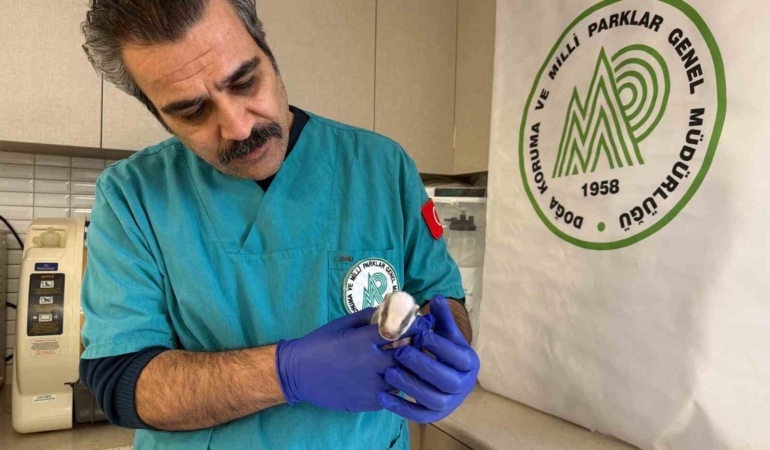 Balıkesir’de bitkin halde bulunan porsuk yavrusu koruma altına alındı