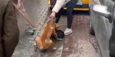 Pitbull saldırısı kameraya yansıdı: Köpek barınağa alındı