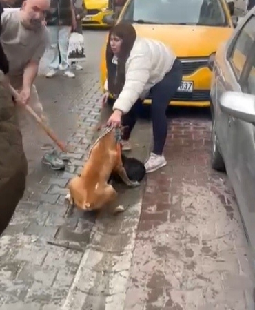Pitbull saldırısı kameraya yansıdı: Köpek barınağa alındı