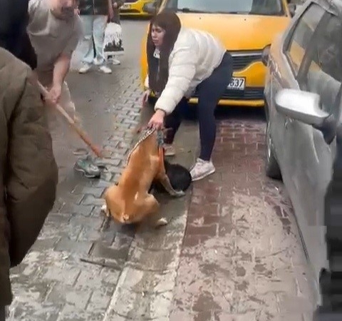 Pitbull saldırısı kameraya yansıdı: Köpek barınağa alındı