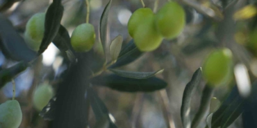 Zeytin halkalı leke hastalığına karşı üreticilere uyarı