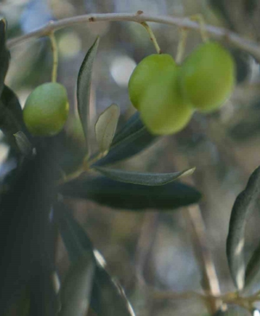 Zeytin halkalı leke hastalığına karşı üreticilere uyarı
