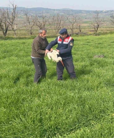 Bilecik’te yaralı leylek yetkililere teslim edildi