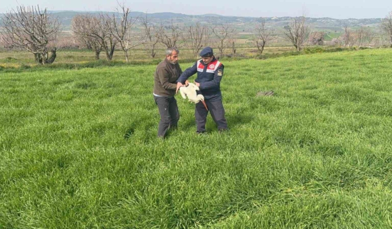Bilecik’te yaralı leylek yetkililere teslim edildi