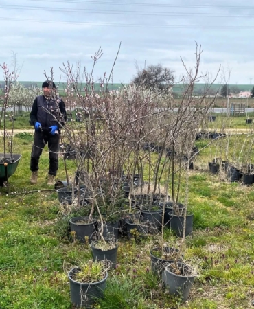 Lüleburgaz’da fidan satış noktalarına denetim