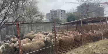 Ahırda çıkan yangında çok sayıda hayvan telef oldu