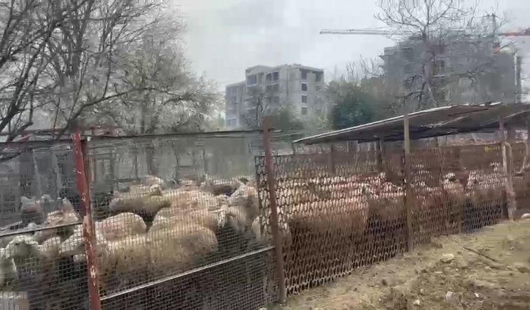 Ahırda çıkan yangında çok sayıda hayvan telef oldu
