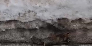 Uludağ’da tilkiye çarpan otomobil sürücüsü yaralı halde bırakıp kaçtı