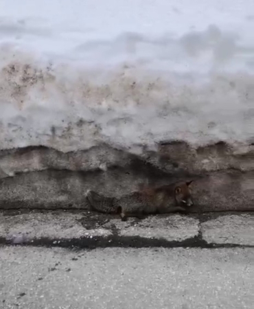 Uludağ’da tilkiye çarpan otomobil sürücüsü yaralı halde bırakıp kaçtı