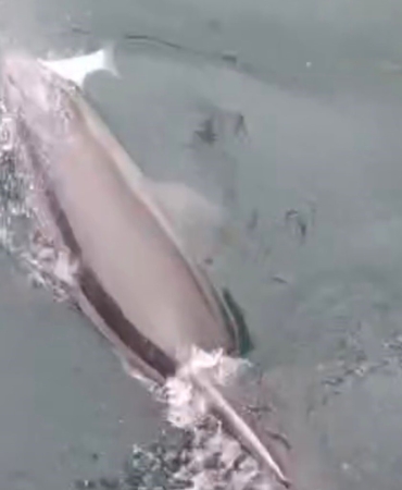 Bandırma Limanı’nda yunus avlanırken görüntülendi