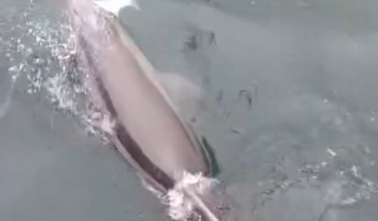 Bandırma Limanı’nda yunus avlanırken görüntülendi