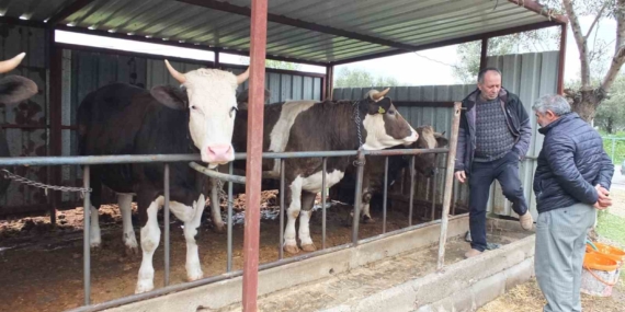 Balıkesir’de kurbanlık satışları başladı