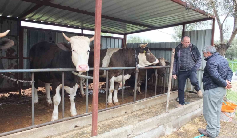 Balıkesir’de kurbanlık satışları başladı