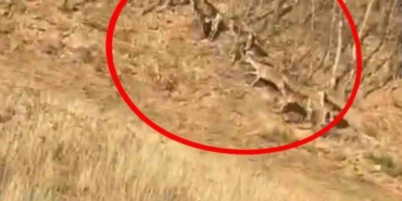 Geyik sürüsü kameraya böyle takıldı