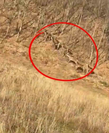 Geyik sürüsü kameraya böyle takıldı