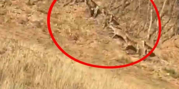 Geyik sürüsü kameraya böyle takıldı