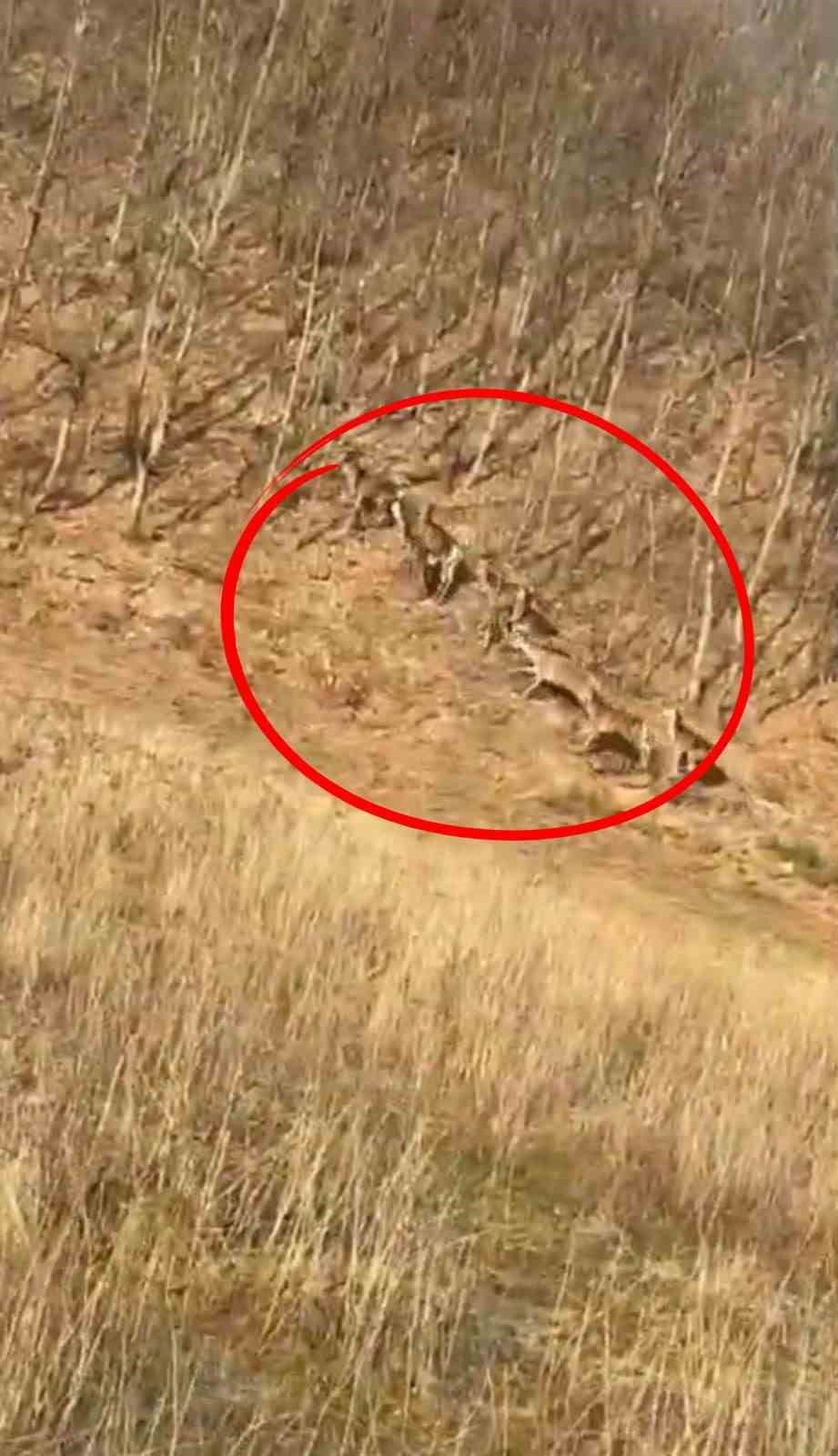 Geyik sürüsü kameraya böyle takıldı