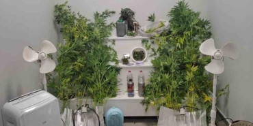 Yalova’da saklandığı evde uyuşturucu yetiştiren hükümlü yakalandı