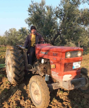 Balıkesir’de zeytinliklerde sürüm başladı
