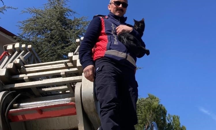 Ağaçta kalan kediyi itfaiye kurtardı