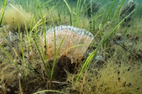 Marmara Denizi’nde kullanılan kaçak av aracı yakalandı