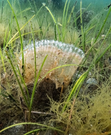 Marmara Denizi’nde kullanılan kaçak av aracı yakalandı