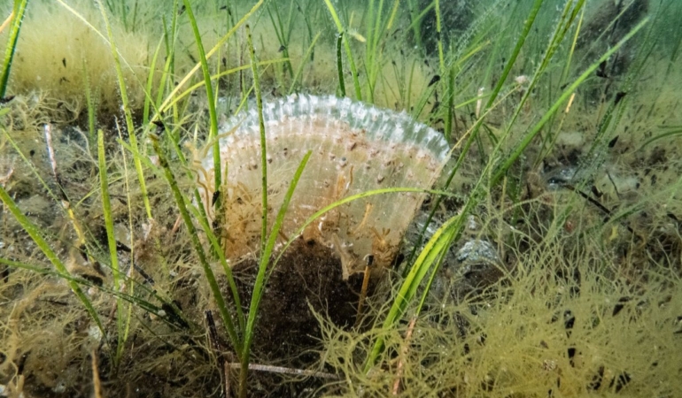 Marmara Denizi’nde kullanılan kaçak av aracı yakalandı