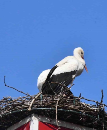Yuva yapacak alan bulamayan leylekler yeniden İznik’te