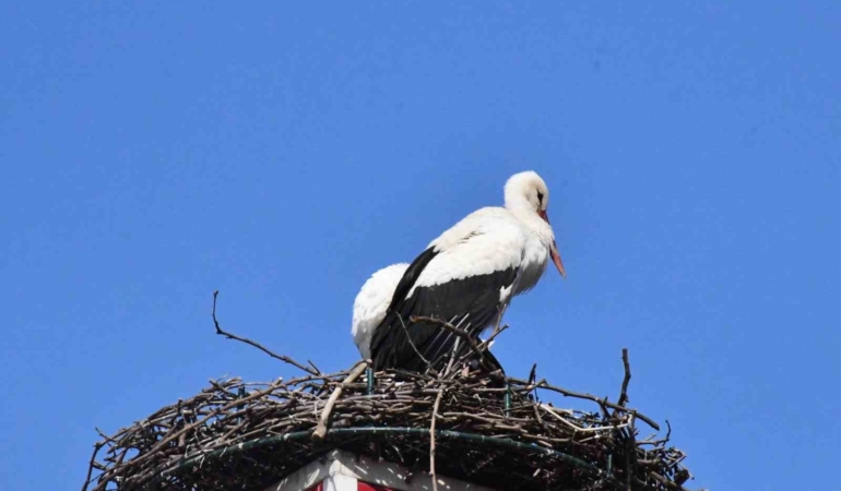 Yuva yapacak alan bulamayan leylekler yeniden İznik’te