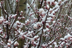 Afyonkarahisar ve Kütahya’da badem ve kayısı çiçekleri karla kaplandı