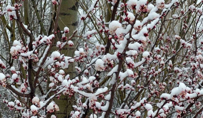 Afyonkarahisar ve Kütahya’da badem ve kayısı çiçekleri karla kaplandı