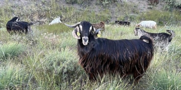 Edirne’de brusella alarmı: Keçiler karantinaya alındı