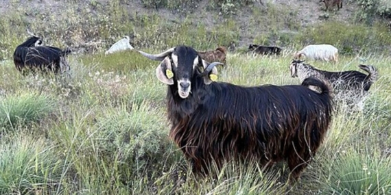 Edirne’de brusella alarmı: Keçiler karantinaya alındı